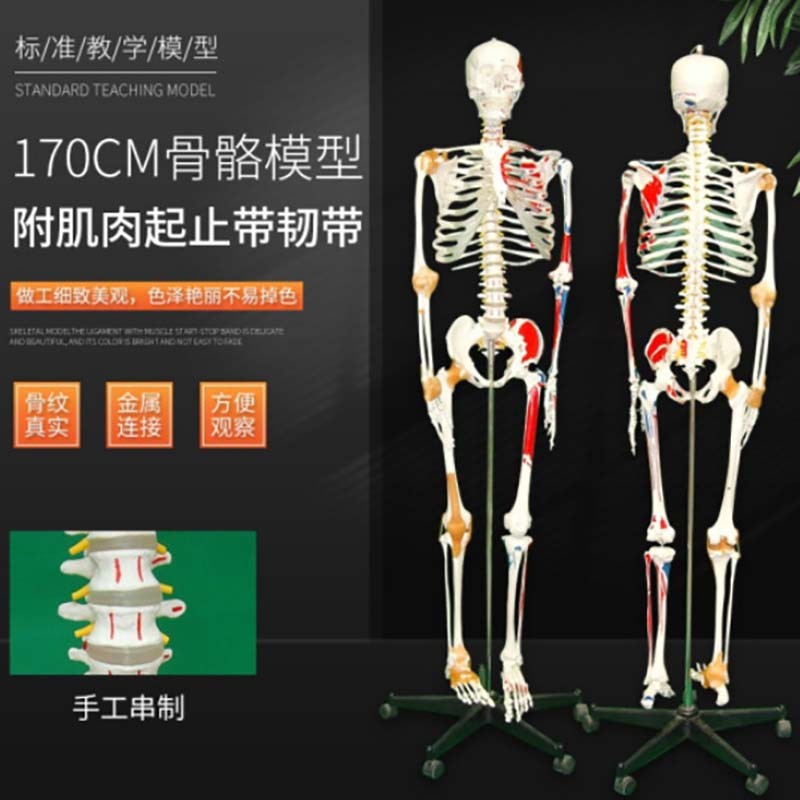 蓝蝶人体骨骼模型170cm 人体骨骼模型骷髅骨架 彩色骨骼附肌肉起止点及韧带模型大骨骼模型成人全身解剖骷 170cm骨骼附半边韧带及肌肉着色起止点